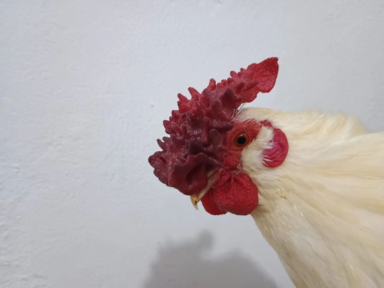 Galinho garnizé suro - Foto 4