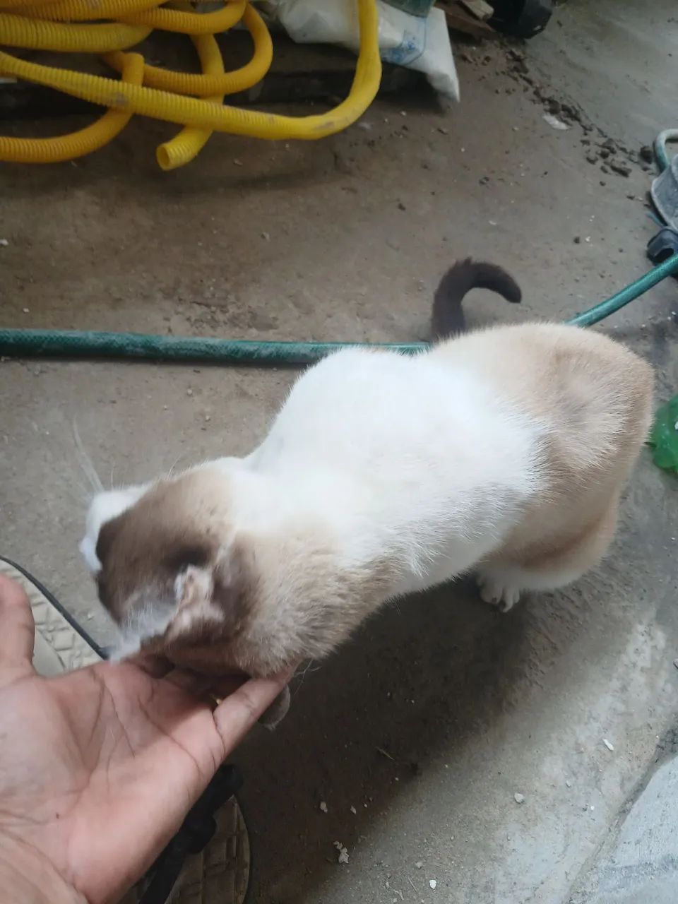 Doação responsável  - Foto 3