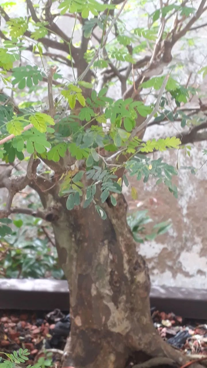 BONSAI i PITECO 