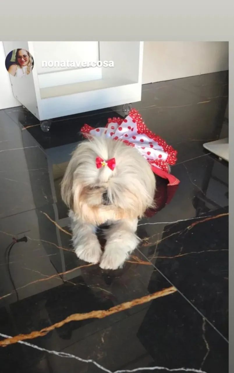 Shihtzu  - Foto 2