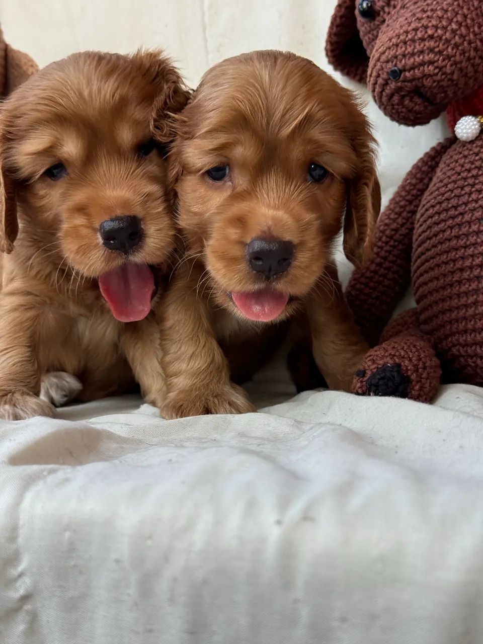 Filhotes de Cocker Spaniel Machos