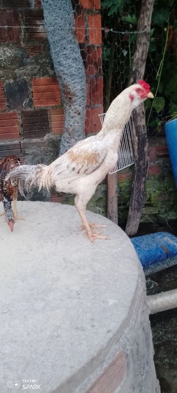 Galos disponíveis!!