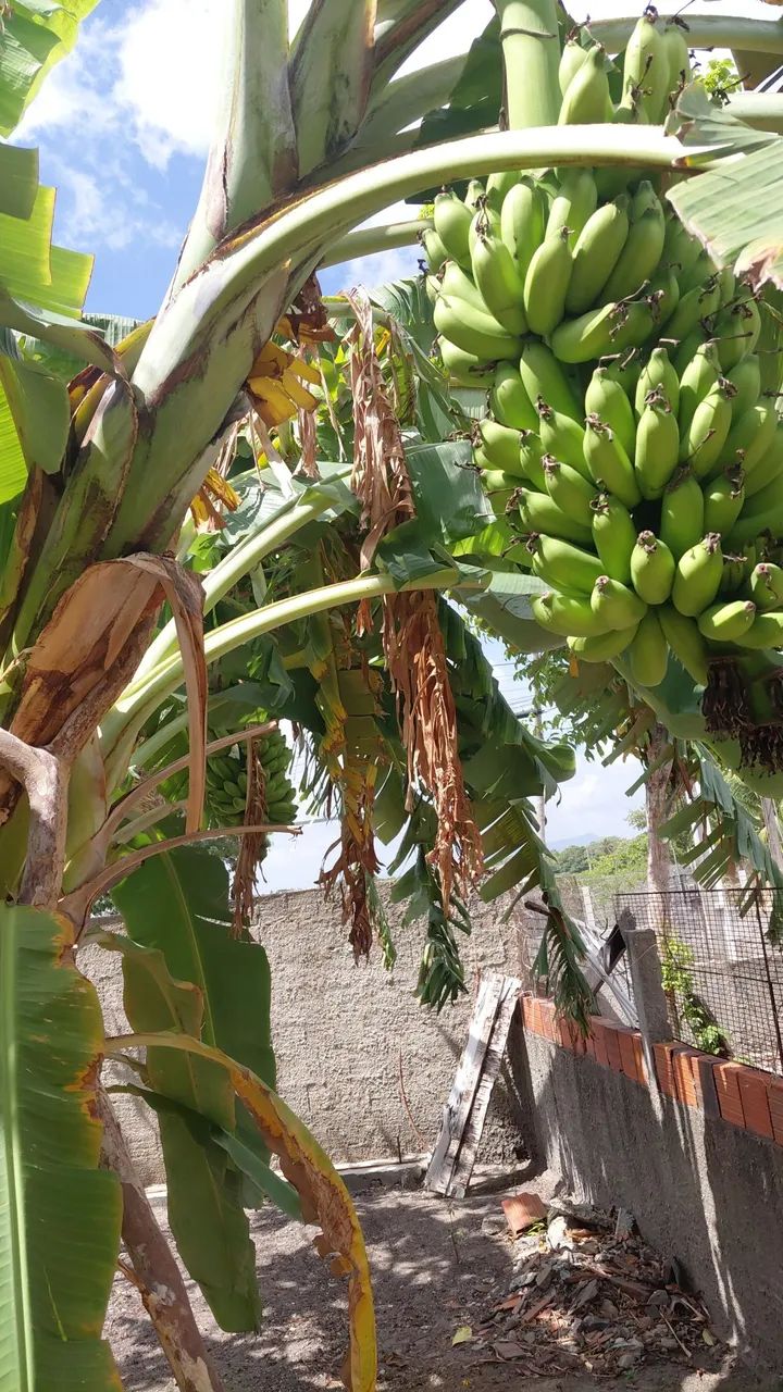 Banana maçã  - Foto 2