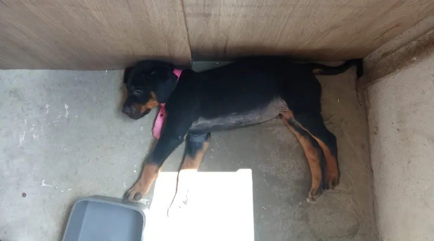 Cachorro Rottweiler - Foto 2