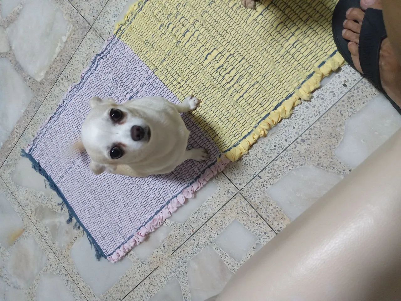 Chihuahua Mãe e Filho  - Foto 3