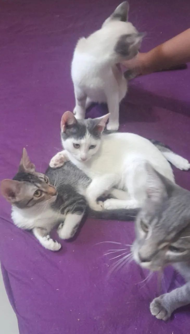 Doação de filhotes de gato - Foto 2