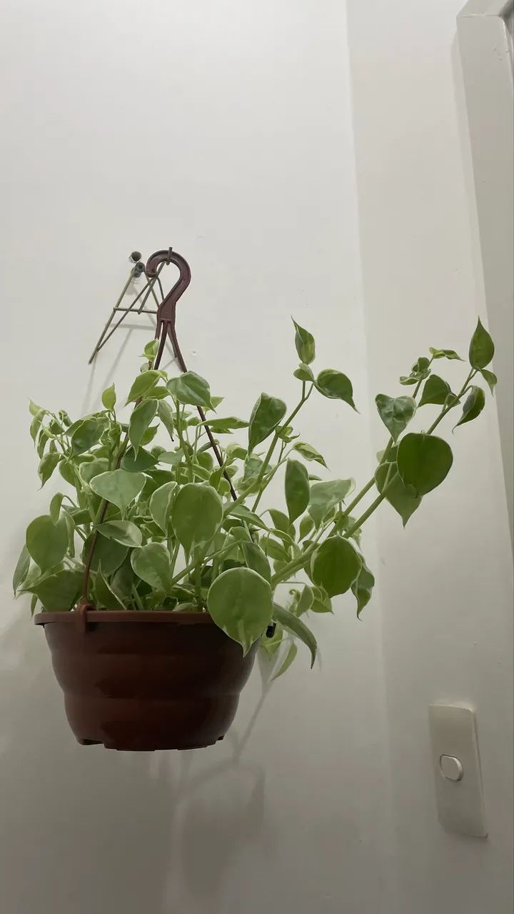 Duas plantinhas com acessórios  - Foto 3