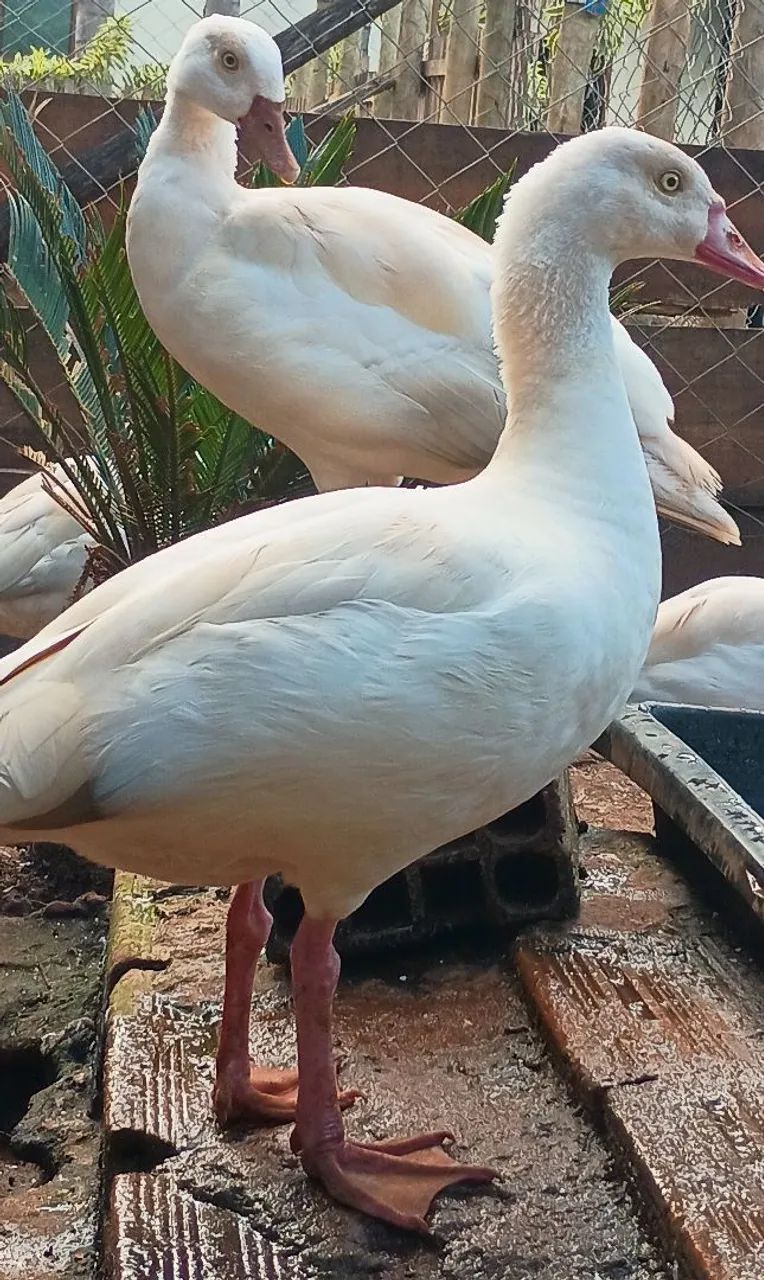 Ganso do Egito  - Foto 4