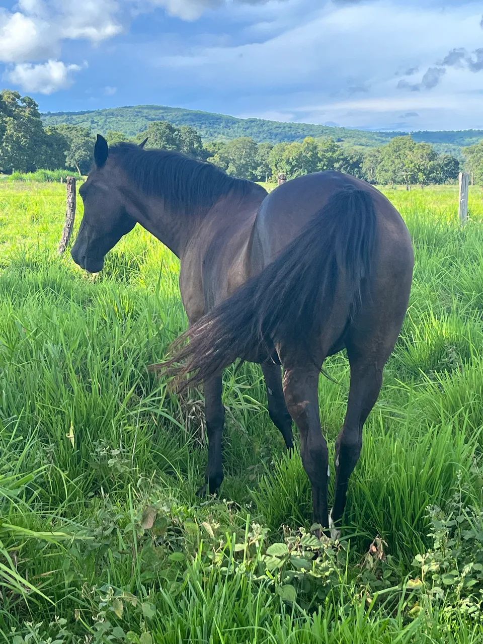 Égua quarto de milha  - Foto 3