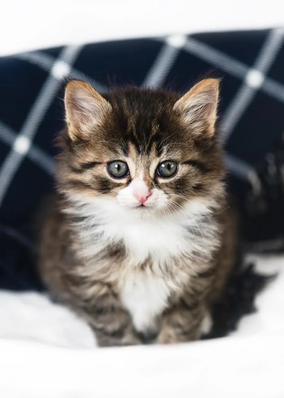 Gatinho peludo tigrado disponível 
