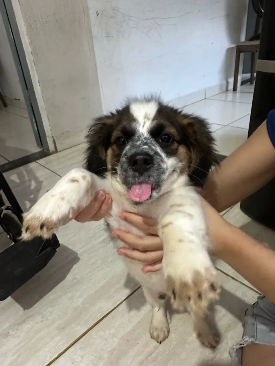 Vende-se cachorro  - Foto 2
