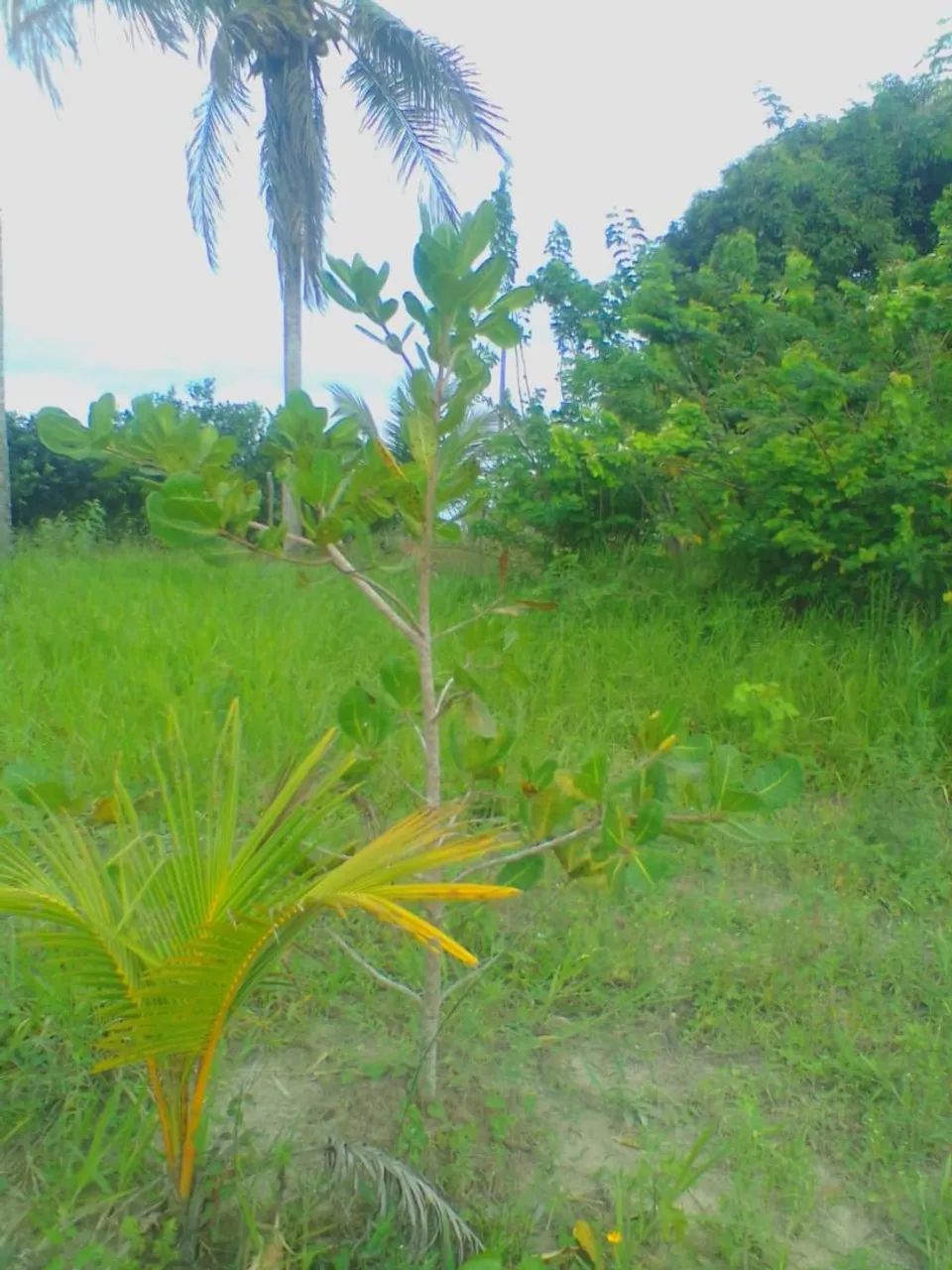 Térreo de 787,5 m² - Foto 3