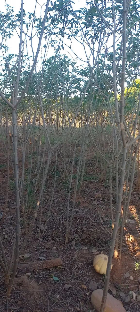 Ramas de Mandioca  - Foto 3