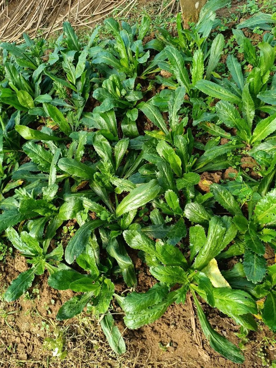 Verduras  - Foto 2