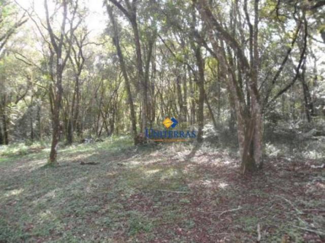 Terreno para venda em colombo no bairro são gabriel - Foto 9
