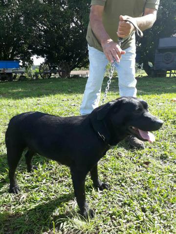 Labrador