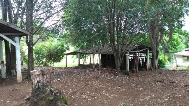 Chácara de 7.5 Alqueires . 1 Alq Mecanizado + 4 mil Pé de Eucalipto ( Jordão ) Guarapuava - Foto 7