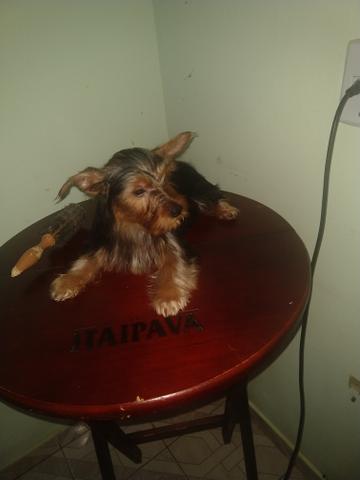 Yorkshire terrier York - Foto 5