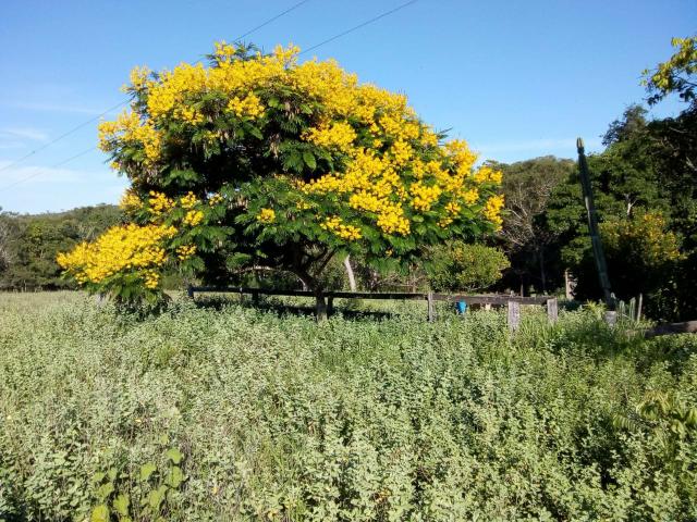 Propriedade de 98 hectares em Luziânia - Foto 10