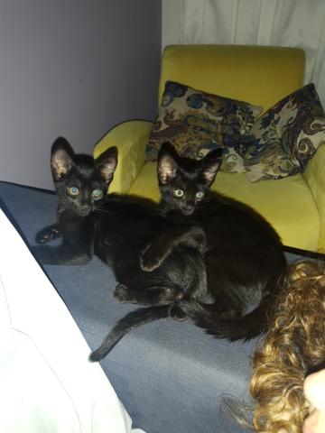 Doa-se lindos gatinhos com vale castração - Foto 3