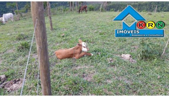 Sitio a Venda no bairro Área Rural - Prudentópolis, PR - Foto 8