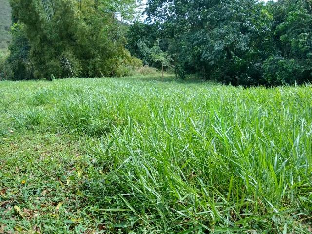 Sítio de 15 alqueires em Silva Jardim, RJ - Foto 6