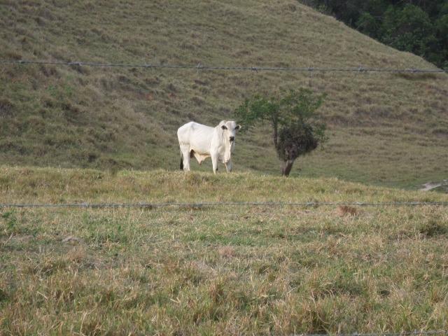 Fazenda de 118 alqueires em Casimiro de Abreu, RJ - Foto 15