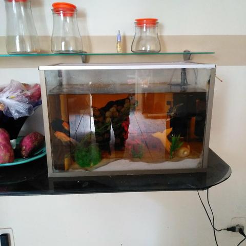 Urgente aquario 50L completo. desapego motivo mudança