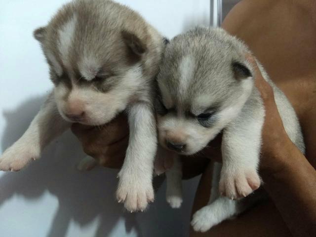 Husky siberiano