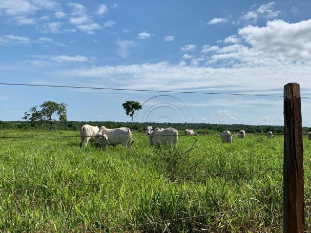 Sítio 65ha região cáceres - Foto 12