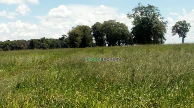 Fazenda a 4 km do frigorífico em nova marilândia - 7 km da cidade - Foto 19