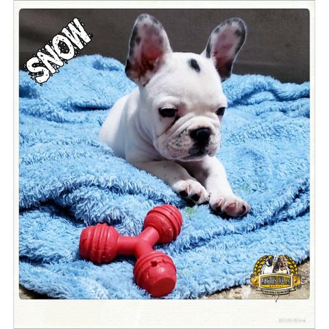 Bulldog Francês - Foto 5