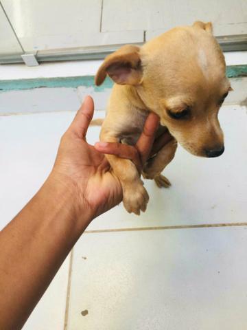Filhote de Pinscher número 1