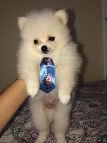 Olha que coisa linda esse rpz spitz alemão anão macho!!!