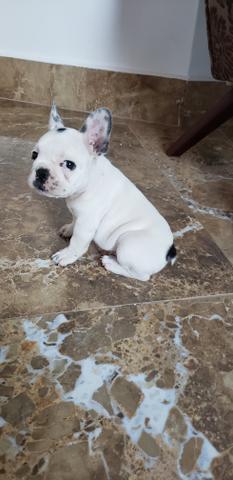 Bulldog Francês - Foto 6