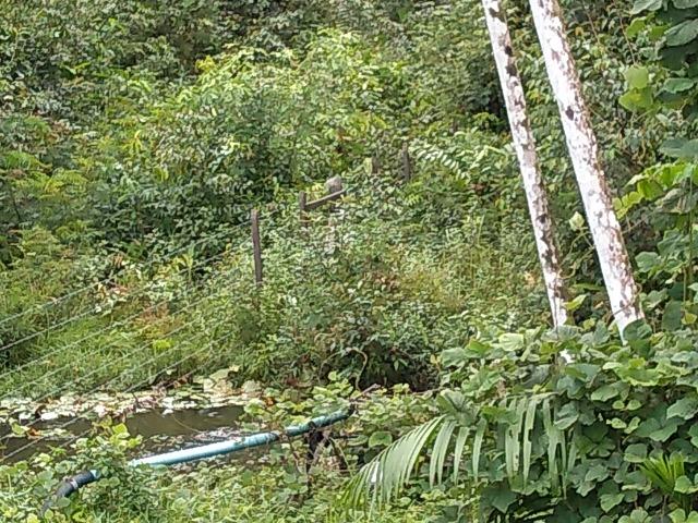 25 hectares a 55 km de Belém lindo Sitio por 200 mil reais Aceito carro na negociação - Foto 6