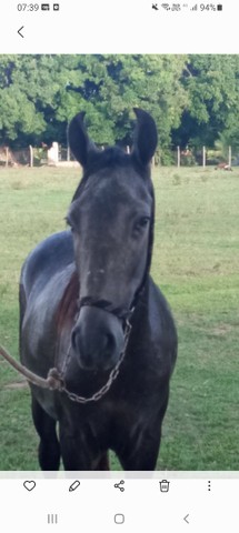 Potro MM filho do Campeão Nero de Itapoan 