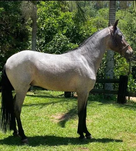 📍 CAVALO DE TROIA E O CARNAVAL; - Mairiporã População