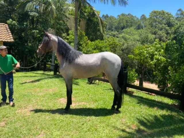 📍 CAVALO DE TROIA E O CARNAVAL; - Mairiporã População