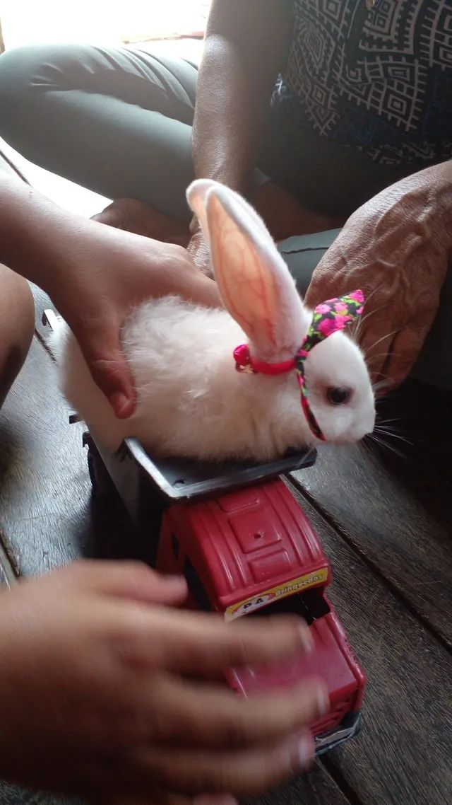 Bu coelho Animal de estimação – Apps no Google Play