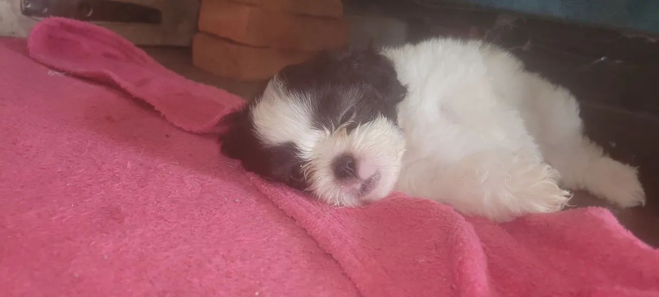 Filhote Shih Tzu para venda - Foto 2