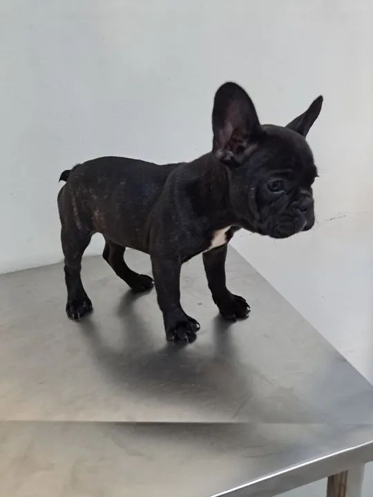 Filhote Bulldog Francês - fêmea 