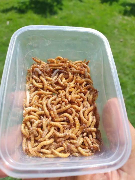 Tenebrio Molitor  - Foto 3