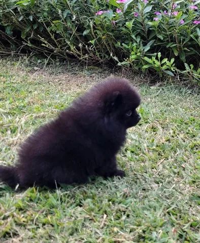 Spitz Alemão - Lulu da Pomerânia - 10x sem juros - Foto 2