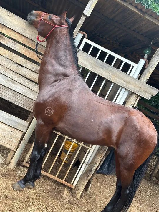 Cavalo manga larga machador inteiro - Foto 4