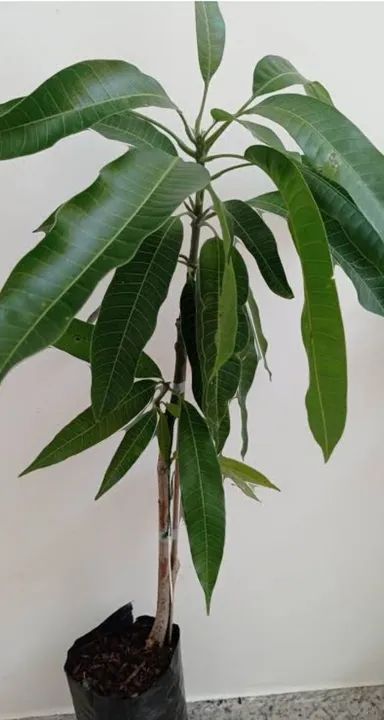 Mudas jovens de Mangueira