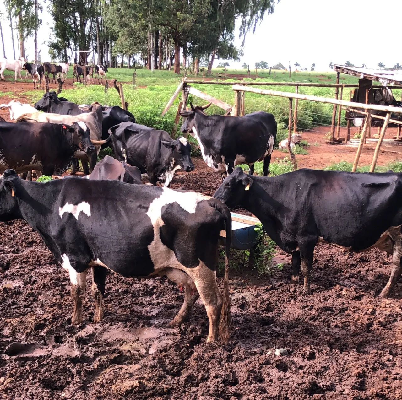 Vende-se Vacas de leite  - Foto 5