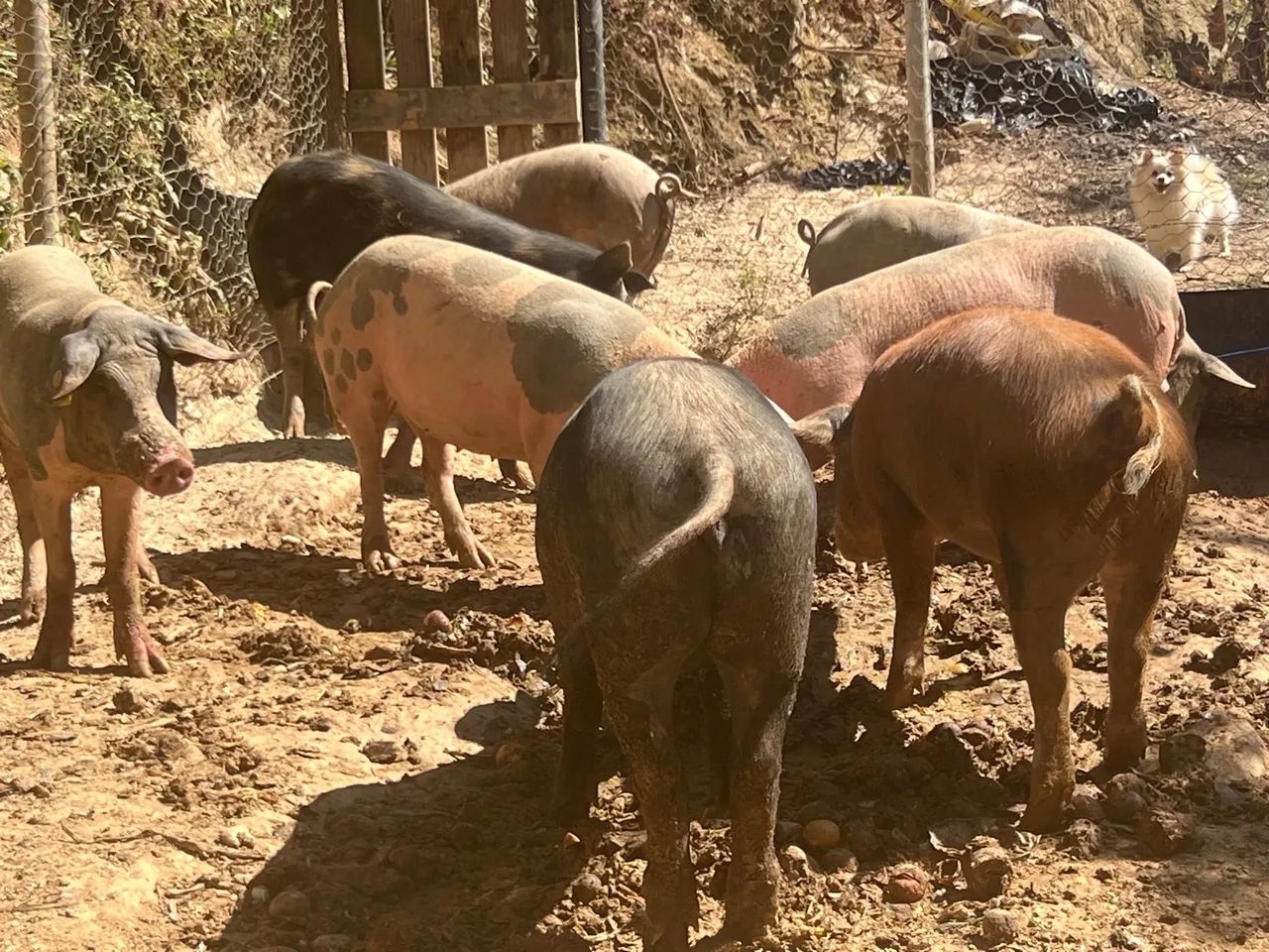 Porco pietrain ,Duroc , piau 100% caipira 12 kG - Foto 5