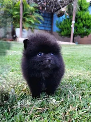 Spitz Alemão - Lulu da Pomerânia - 10x sem juros