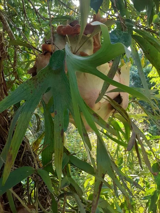 Chifre de veado  - Foto 3